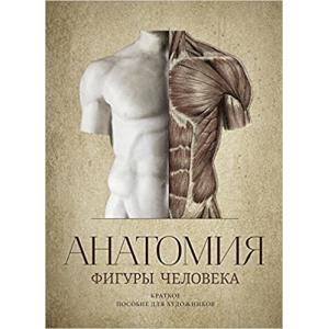 Anatomy of Human Figure: The Guide for Artists